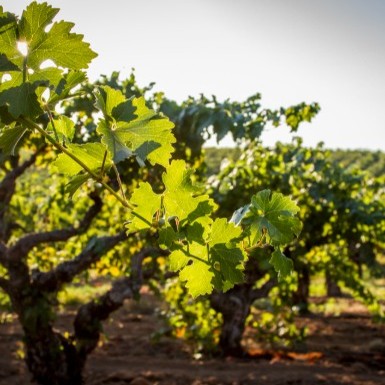 Image of gnarled grapevines and green grape leaves in rows receding into the distance